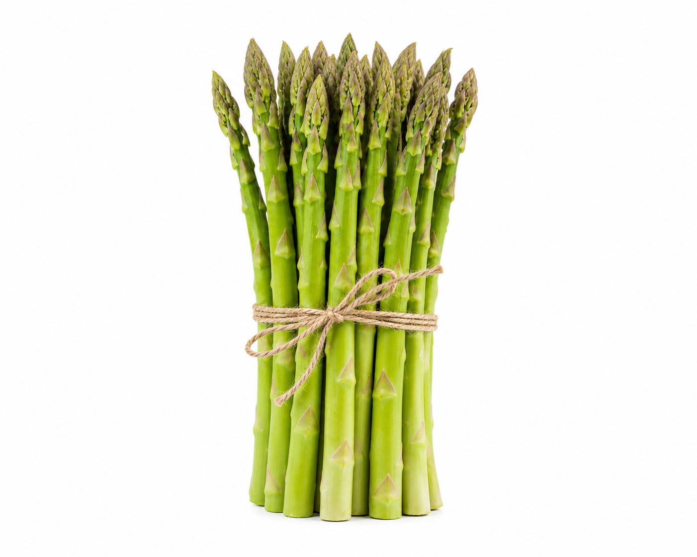 🌿Four Seasons Asparagus Mary Washington– Perennial, Tender, Nutrient-TOP1