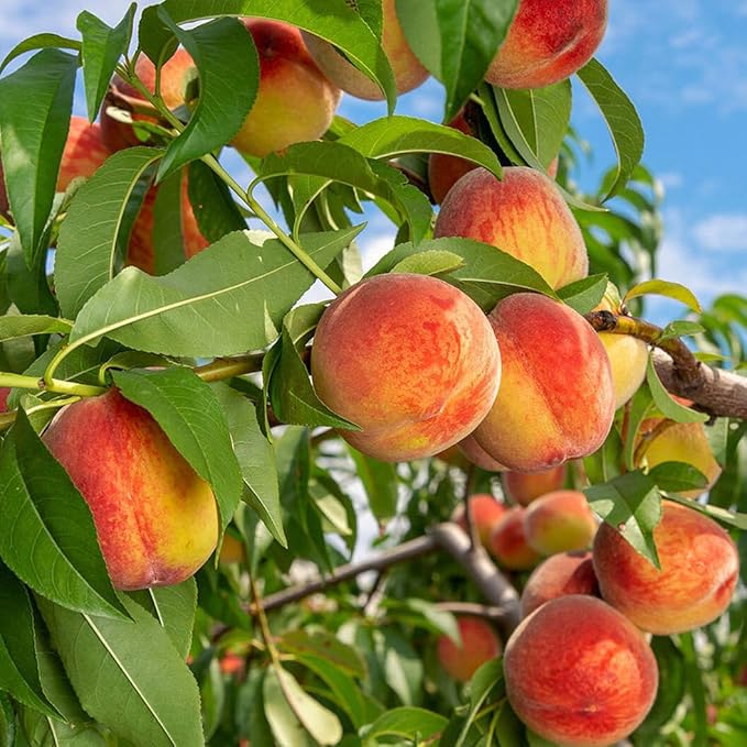 🍑Ultra-Sweet Juicy Peach Tree Planting Kit -TY