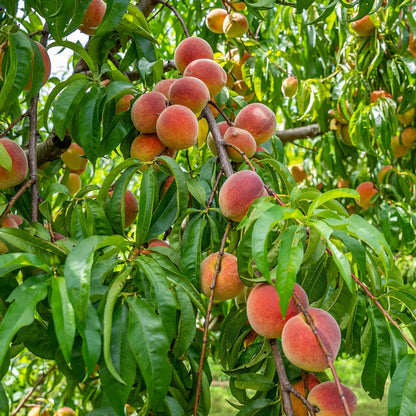 🍑The Ultimate Backyard Peach Duo: Giant Juicy Variety - Begin Your Home Orchard Journey Today -Bestseller