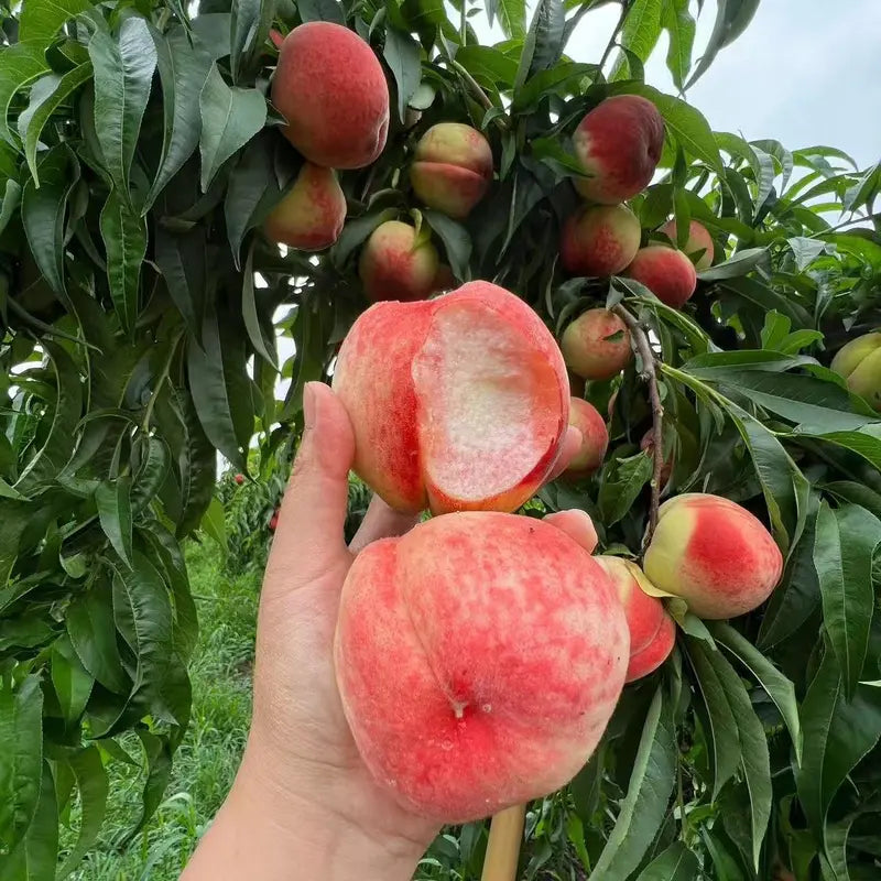 🍑The Ultimate Backyard Peach Duo: Giant Juicy Variety - Begin Your Home Orchard Journey Today -Bestseller