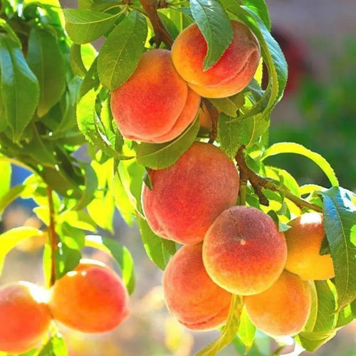 🍑The Ultimate Backyard Peach Duo: Giant Juicy Variety - Begin Your Home Orchard Journey Today -Bestseller