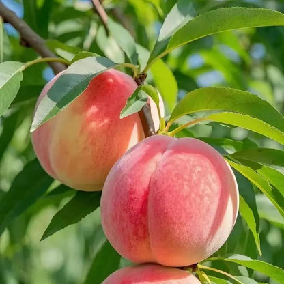 🍑The Ultimate Backyard Peach Duo: Giant Juicy Variety - Begin Your Home Orchard Journey Today -Bestseller