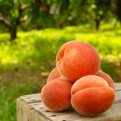 🍑The Ultimate Backyard Peach Duo: Giant Juicy Variety - Begin Your Home Orchard Journey Today -Bestseller