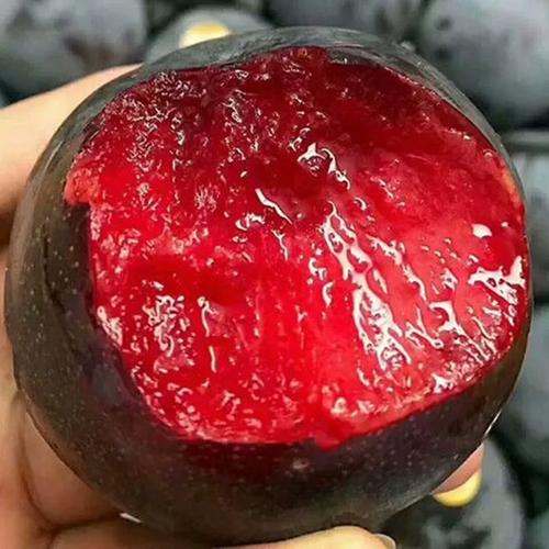 🌱Premium Purple Harvest: High-Yield Heirloom Plum Collection - Your Private Orchard Success Starts Here-KKK