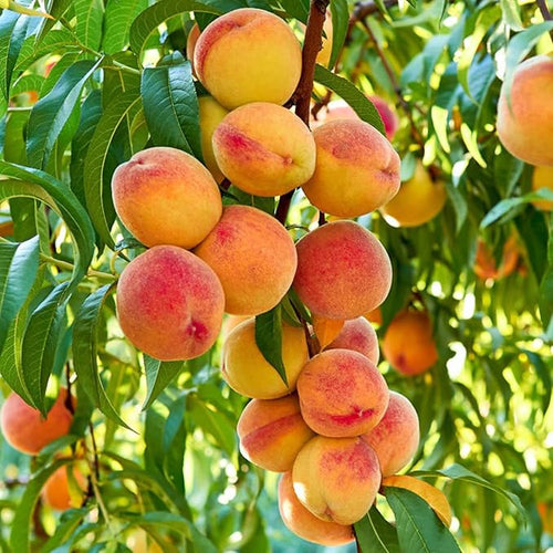 🍑Ultra-Sweet Juicy Peach Tree Planting Kit -TY