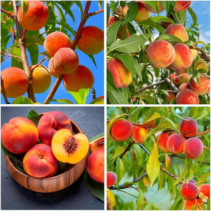 🍑Ultra-Sweet Juicy Peach Tree Planting Kit -TY