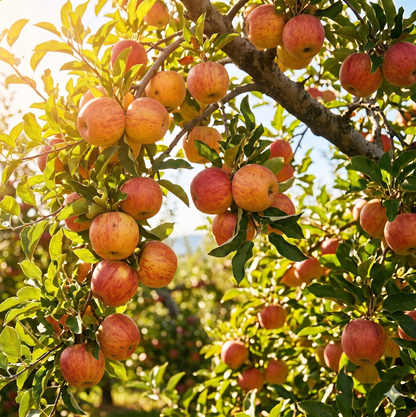 🍎Ultra-Sweet Juicy Apple Tree Planting Kit -TY