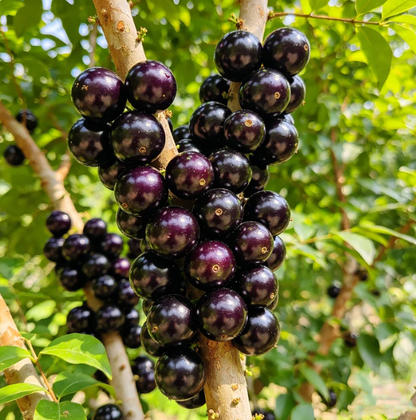 🍃 Purely Natural: The 13-Piece Heirloom Fruit Collection (Non-GMO) 🌳-TOP1