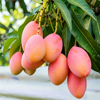 Mango 🥭