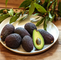 Avocado 🥑
