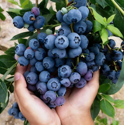 🍃 Purely Natural: The 13-Piece Heirloom Fruit Collection (Non-GMO) 🌳-TOP1