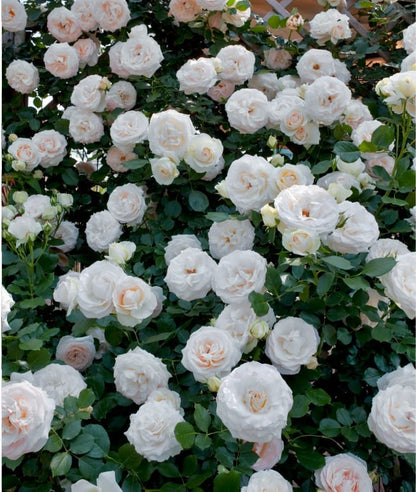 🏡 All-In-One Garden Starter: 8 Robust Climbing Roses 🚀🏡🇺🇸  -TY