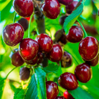 Cherry🍒