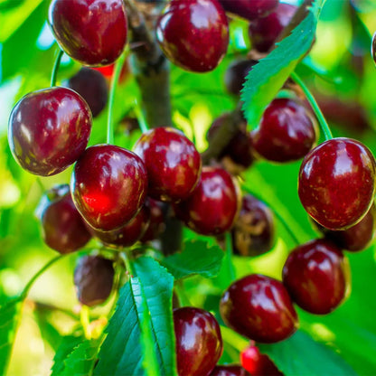 🍃 Purely Natural: The 13-Piece Heirloom Fruit Collection (Non-GMO) 🌳-TOP1