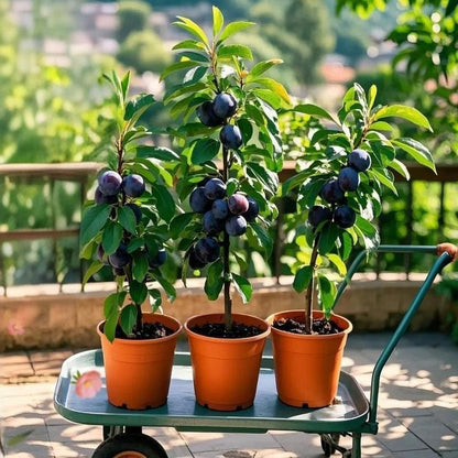 🌱Premium Purple Harvest: High-Yield Heirloom Plum Collection - Your Private Orchard Success Starts Here-KKK