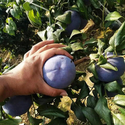 🌱Premium Purple Harvest: High-Yield Heirloom Plum Collection - Your Private Orchard Success Starts Here-KKK