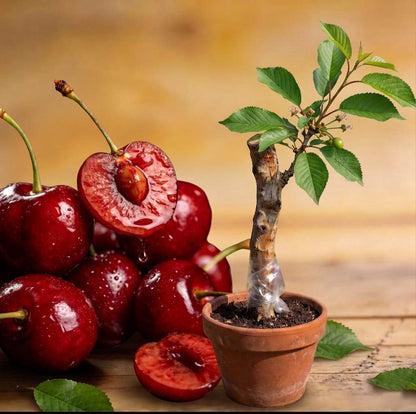 🌿Extra Large Goma Harry Cherry🍒 – Easy to grow on your porch and balcony at home-TY