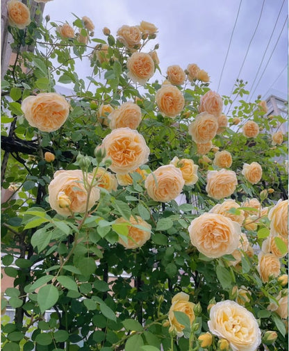 🏡 All-In-One Garden Starter: 8 Robust Climbing Roses 🚀🏡🇺🇸  -TY
