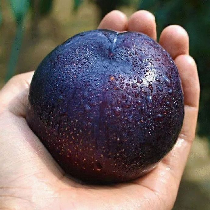 🌱Premium Purple Harvest: High-Yield Heirloom Plum Collection - Your Private Orchard Success Starts Here-KKK