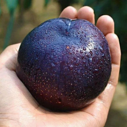 🌱Premium Purple Harvest: High-Yield Heirloom Plum Collection - Your Private Orchard Success Starts Here-KKK