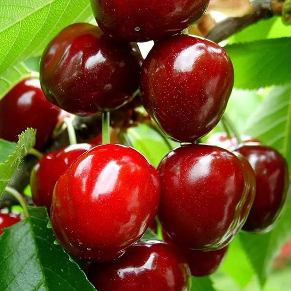 🌿Extra Large Goma Harry Cherry🍒 – Easy to grow on your porch and balcony at home-TY