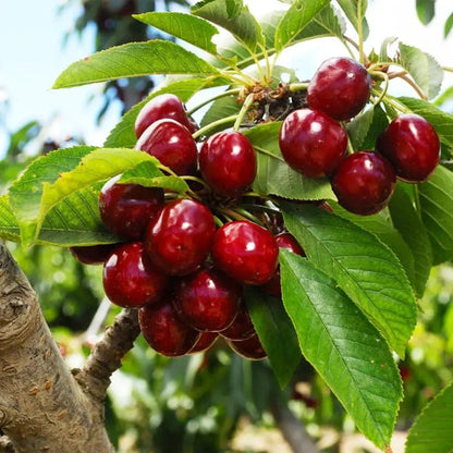 🍒Black Cherry Plant Kit – American & Chilean Varieties for Home Garden -TY
