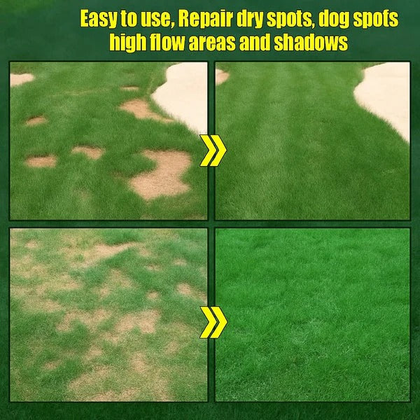 🌱 Evergreen dwarf grass seed for four seasons🏆100K+ SOLD!-edition
