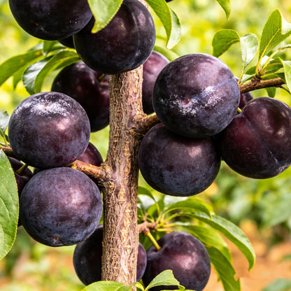 🌱Premium Purple Harvest: High-Yield Heirloom Plum Collection - Your Private Orchard Success Starts Here-KKK