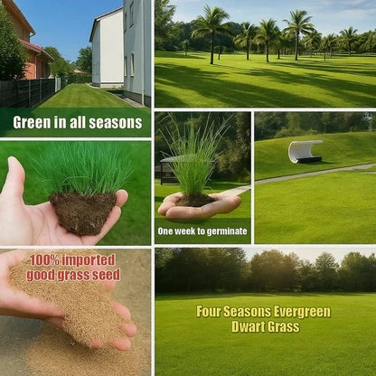 🌱 Evergreen dwarf grass seed for four seasons🏆100K+ SOLD!-edition
