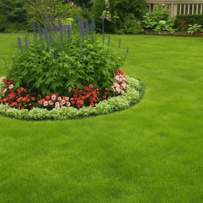 🌱 Evergreen dwarf grass seed for four seasons🏆100K+ SOLD!-edition