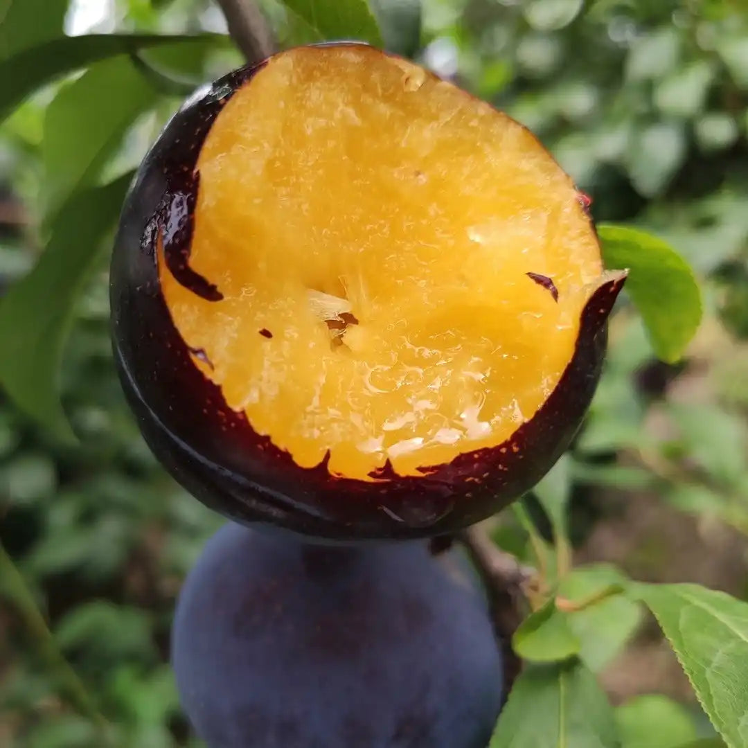 🌱Premium Purple Harvest: High-Yield Heirloom Plum Collection - Your Private Orchard Success Starts Here-KKK